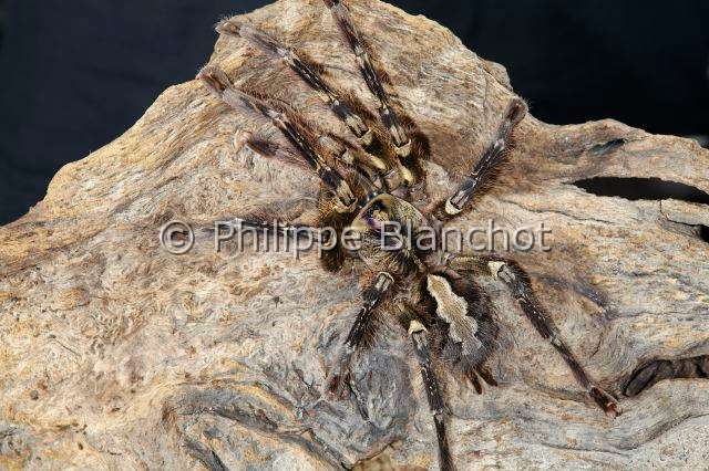 Theraphosidae_1634.JPG - Sri Lanka, Araneae, Mygalomorphae, Theraphosidae, Mygale Pokie (Posseloteria fasciata), Tarantula, Fringed ornamental